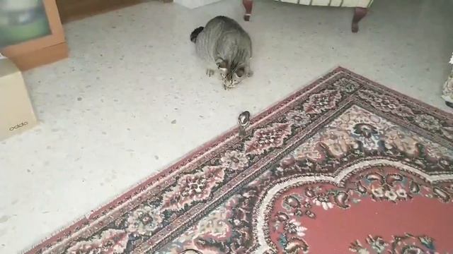 Как живут кот и воробей в одной квартире смотреть онлайн