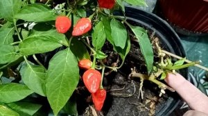 Комнатный перец. Опадают листья что делать.