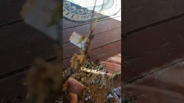 Внимание!!! Ужасные саженцы роз от Алтай Маркет смотреть онлайн