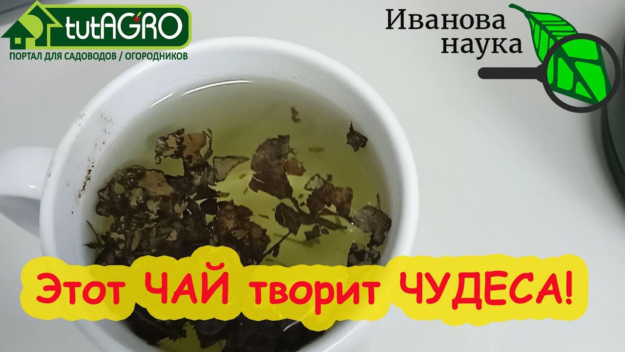 АНТИБИОТИКИ запивайте этим чаем или... пейте вместо антибиотиков! Природное лечение воспалений.