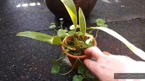 Орхидеи из рода ЦЕЛОГИНА и что им надо в домашних условиях.