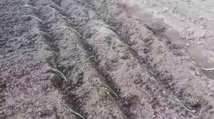 Высаживаю  в грунт лук порей 2 июня  в сибирском  крае!