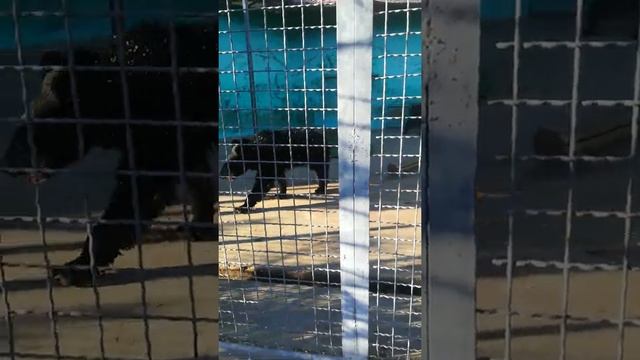 Львы, пантеры, леопард и тигры в парке Тайган. Крым смотреть онлайн