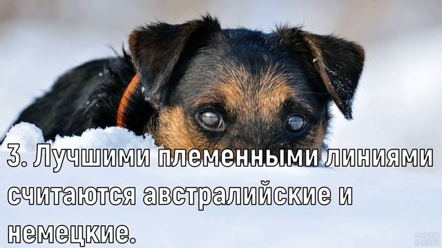 Ягдтерьер - Интересные факты о породе