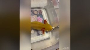 Аксолотль/ как едят аксолотли и что/ как кормить аксолотлей/ можно ли их брать в руки