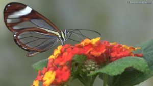 Самая красивая мелодия на свете! Эту музыку можно слушать вечно! красивая музыка Сергей Грищук