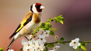 Атмосферное фортепиано и звуки пения птиц для снятия стресса и релаксации