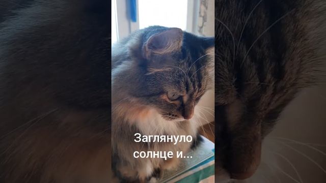 Зачем усы моему коту? #shorts Сибирский кот Кесмус