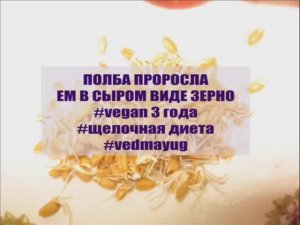 проросшая полба ем в сыром виде зерно. щелочная диета. веган 4 года. #vedmayug видео 02.09.2020