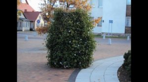 У БЕДЫ ГЛАЗА ЗЕЛЁНЫЕ