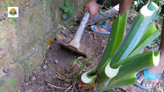 ലോകത്തിലെ ഏറ്റവും വലിയ ചേമ്പ് ഇതാണോ 🤔29 September 2022 смотреть онлайн