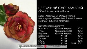 Цветочный ожог камелий (Ciborinia camelliae Kohn)