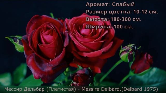 Розы селекции Дельбар10 сортов. Интервальная съёмка роспуска цветов
