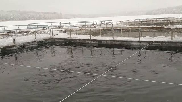 Как живет форель на ферме Валерия Миронова смотреть онлайн