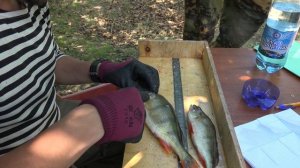 Забайкалье. Озеро Иван. Какие рыбы водятся и как называются.