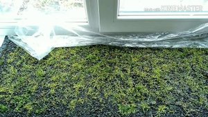 Задний фон аквариума из мха/Moss aquarium background