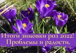 Итоги зимовки роз 2022. Проблемы и радости.