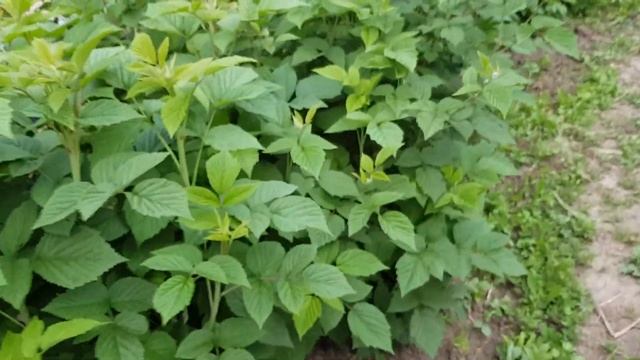 малина в Казахстане, сорт Глен ампл или Glen ample смотреть онлайн