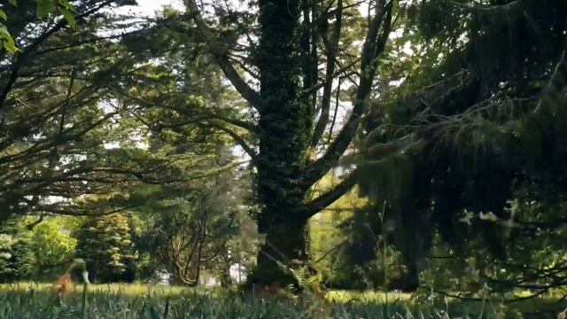 мечта отдохнуть///засыпаю под звуки природы смотреть онлайн