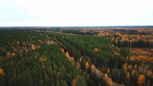 Осень в лесу. Река Овсянка, озеро Смоловское и деревня Смоловка. смотреть онлайн