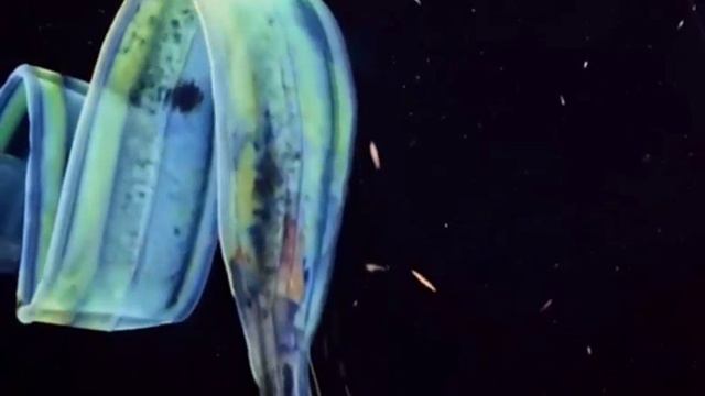 Венерин пояс смотреть онлайн