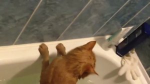 Руководство о том как правильно мыть кота