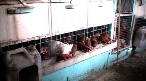 Инбридинг- что это и чем грозит для вашего хозяйства.