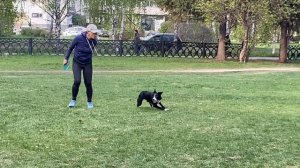 Бордер Колли Фрисби. Брина