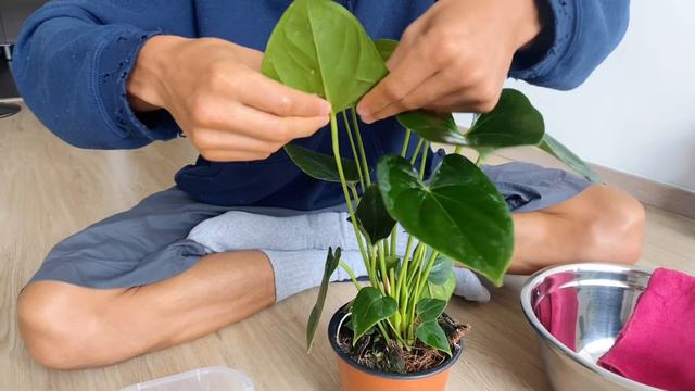 House Plant Foliage Cleaning (expanded edition) смотреть онлайн