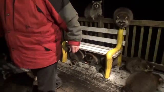 Mobbed by Raccoons (25) Tuesday Night 03 Nov 2020 смотреть онлайн