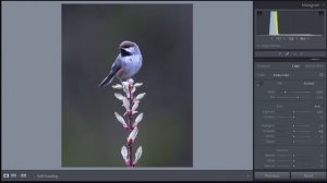 LIGHTROOM - TOP TIPS AND TRICKS IN EDITING BIRD PHOTOS. Get great results fast!