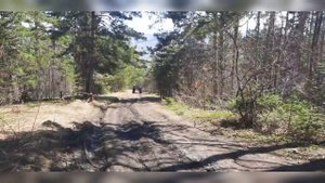 Виртуальная экскурсия по горе Комсомолка, г.Горно-Алтайск "Первоцветы Алтая"