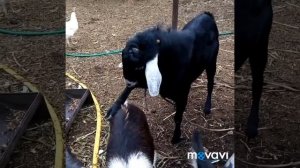 Сколько дают козы молока, осенью....