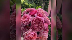 Шедевр среди роз , Роза Айсфогель . Обзор сорта .Eisvogel rose , Tuntau 2016 #garden #roses