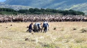 Камчатские эвены-оленеводы