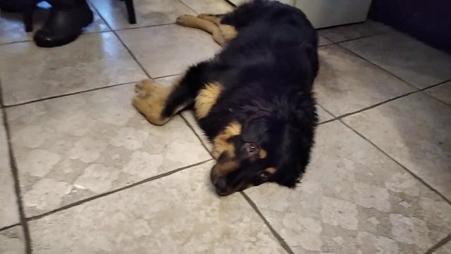 Ленивая собака смотреть онлайн