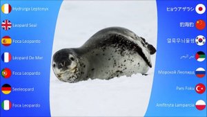 Aquatic Sounds: Leopard Seal