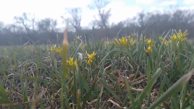 первоцветы. смотреть онлайн