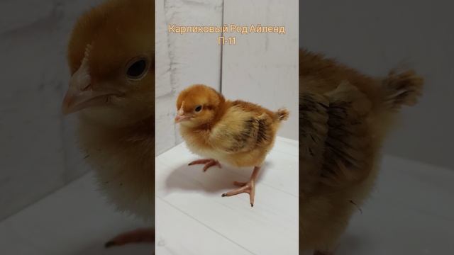 Цыпленок 11 дней