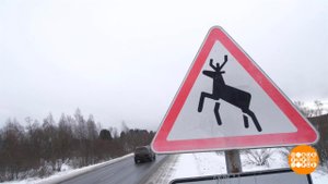 Осторожно, лоси! Доброе утро. Фрагмент выпуска от 03.02.2021