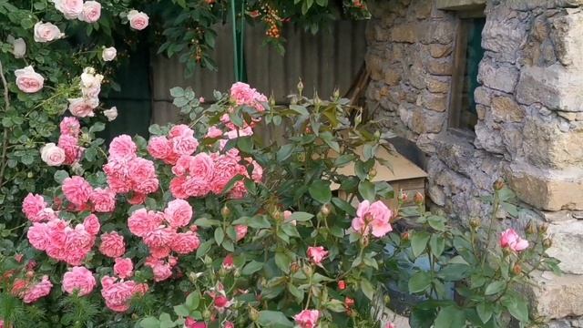 Rosarium Uetersen(Розариум Ютерзен),Pierre de Ronsard (Eden Rose)Пьер де Ронсар-обильноцветущие роз смотреть онлайн