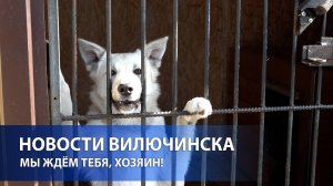 ДЕНЬ ЗАЩИТЫ БЕЗДОМНЫХ ЖИВОТНЫХ