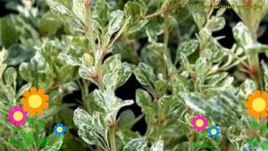 Барбарис тунберга Сильвер Пиллар. Краткий обзор, описание berberis thunbergii Silver Pillar
