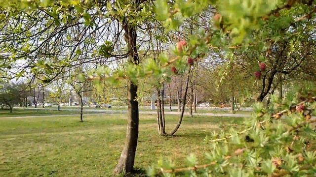 Цветение лиственницы. Blooming larch. Санкт-Петербург. смотреть онлайн