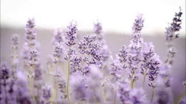 The Smell of Happiness смотреть онлайн