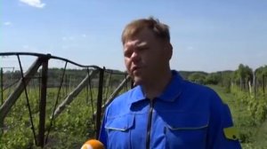 Виноградарство в Старом Осколе