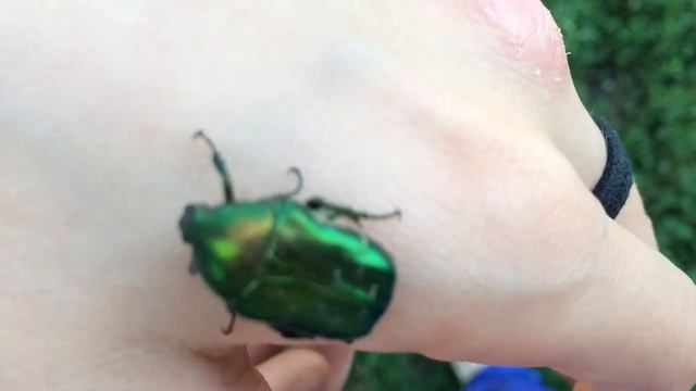 Красивый майский жук на руке смотреть онлайн