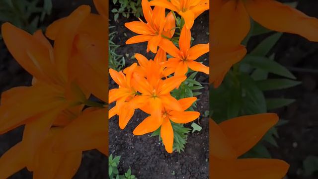 Лилия азиатская #цветывсаду #лилия #цветы #сад #мойсад #краснодар #garden #flower #lilium #лилии