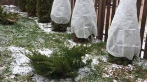 Выращивание ТУИ в Москве и Подмосковье