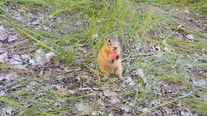 Суслик ест с рук